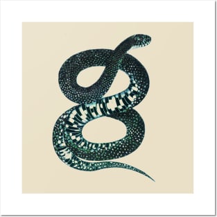 serpent,cobra,reptile,viper,venom,lizard,rattlesnake,king cobra Posters and Art